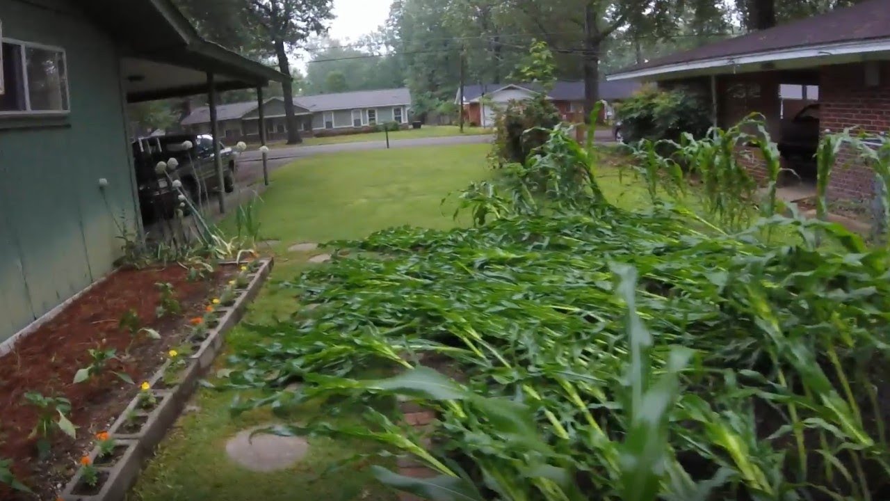 What to do if Your Corn Gets Blown Down