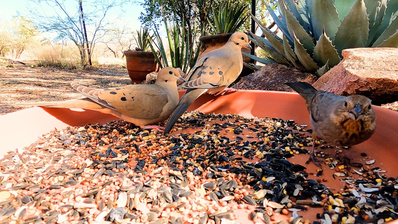 Why Are the Doves So Suspicious? 👀 Cardinals, Pyruloxia & Towhees Arrive