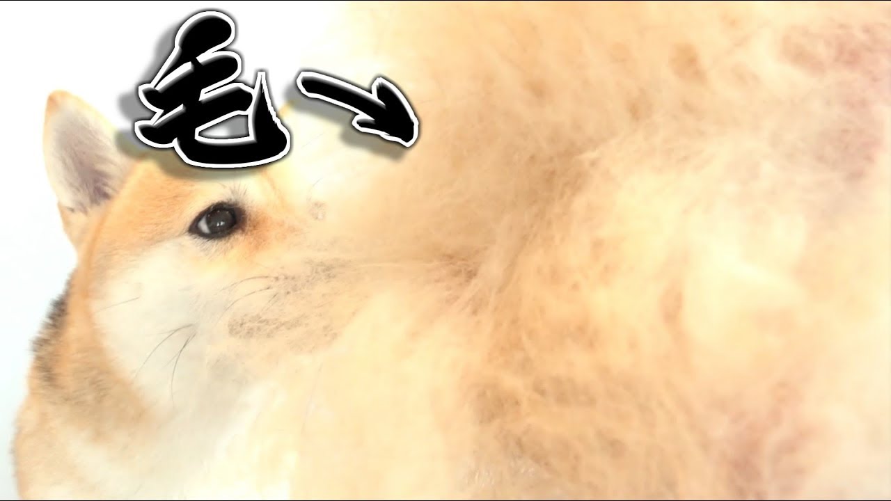 体の質量より多くの抜け毛を産み出してしまう柴犬【換毛期2019 2nd】