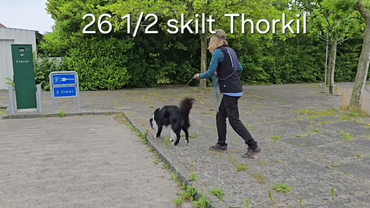 Sirius halv Marathon Sniffs 2025. Solfari's Thorkil