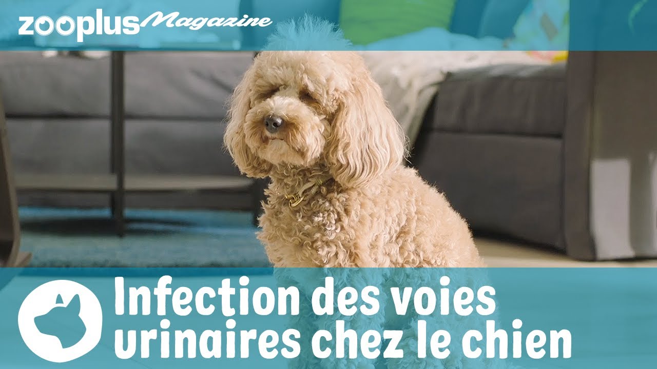 Infection des voies urinaires chez le chien : signes cliniques, causes, traitement
