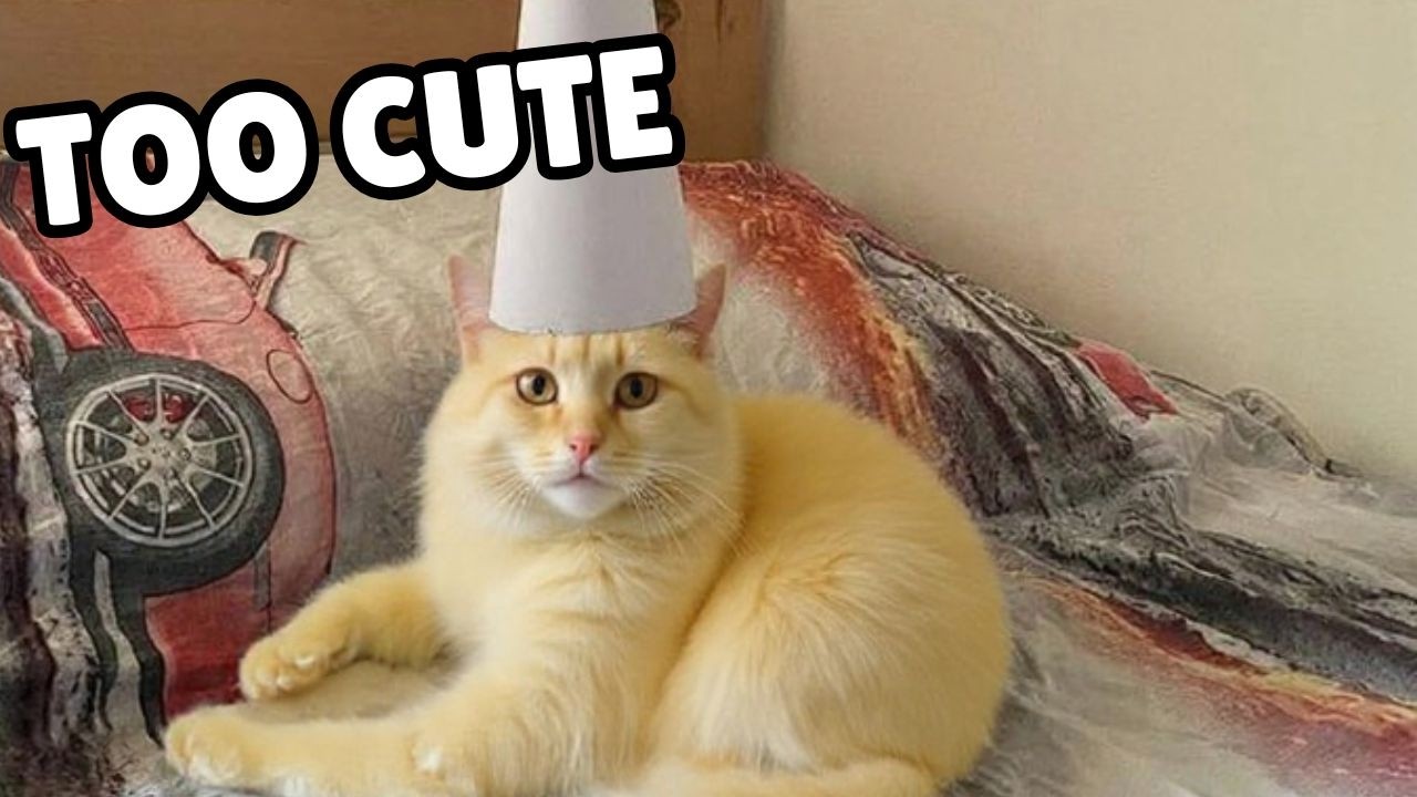 Super cute kittens having fun 🐱 | The most beautiful and adorable kittens you've ever seen 🐱🐱🐱