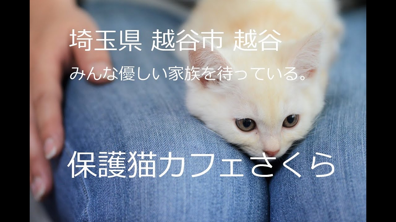 CAT CAT TV 埼玉県 越谷市 越谷 にある 保護猫カフェさくら のご紹介！
