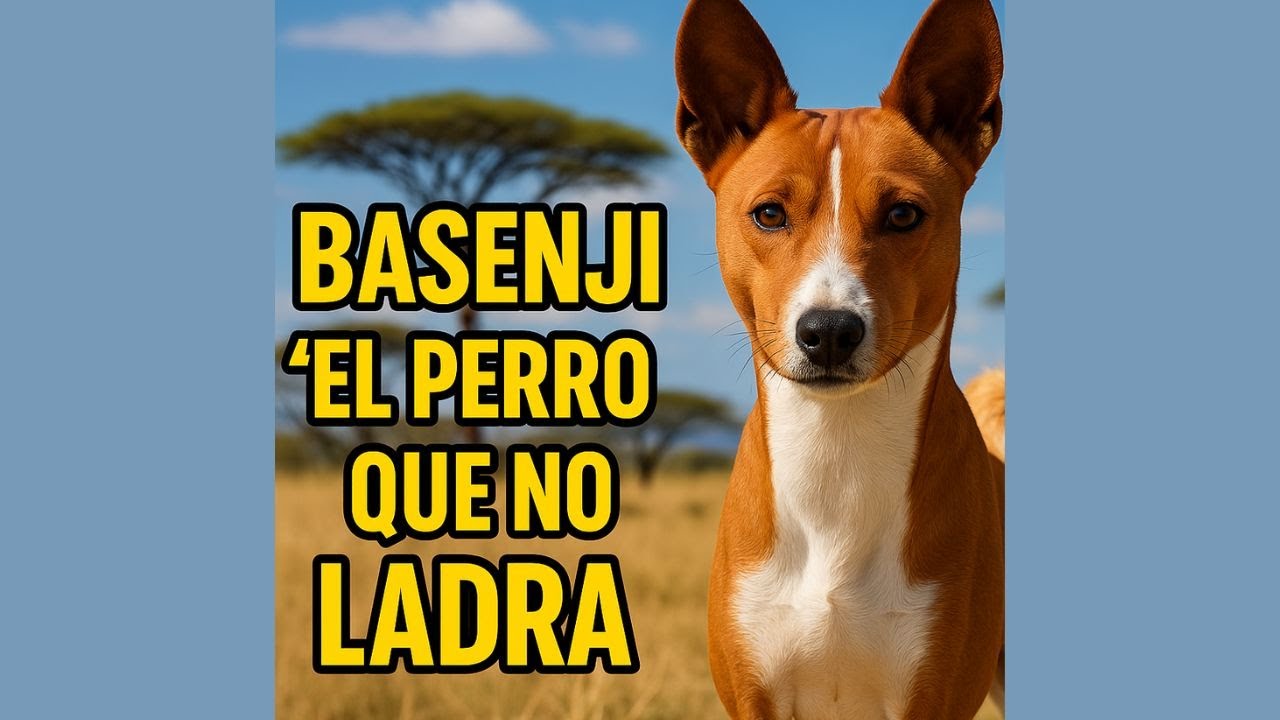 Basenji: El perro que no ladra y canta como nadie ¡Te sorprenderá!