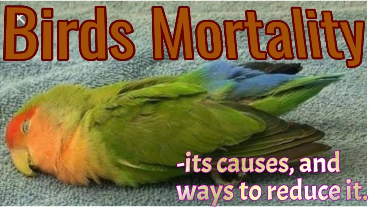 Birds being killed | Bird death | Inside Nature