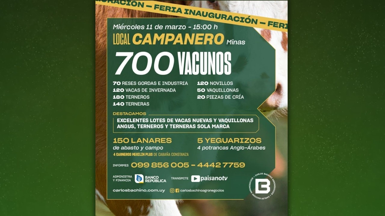 700 Vacunos | Local Campanero Minas | Carlos Bachino