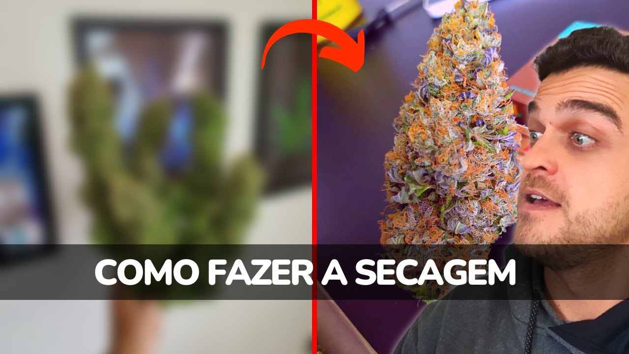 Como fazer a secagem da sua colheita  cultivo indoor e outdoor