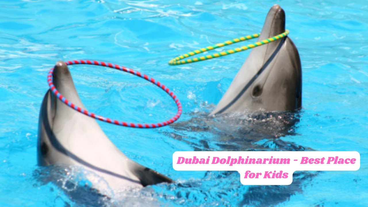 Best Dolphin and Seal show in Dubai, UAE 2023