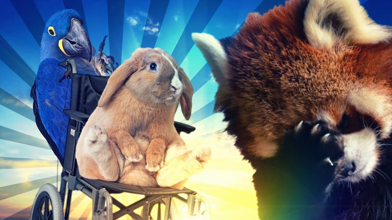KOLEDZY PSUJĄ GRĘ :v | Ultimate Chicken Horse