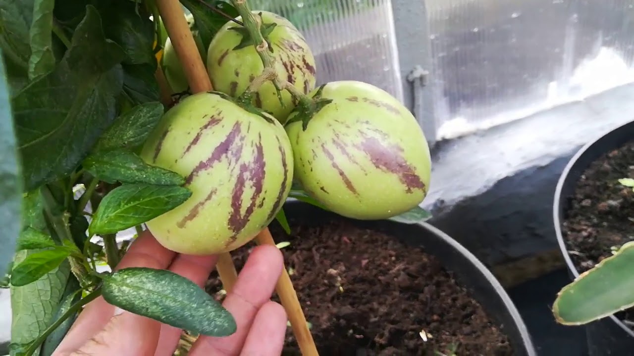 Pepino podsumowanie uprawy w szklarni i na zewnątrz 🌱🌱🌱