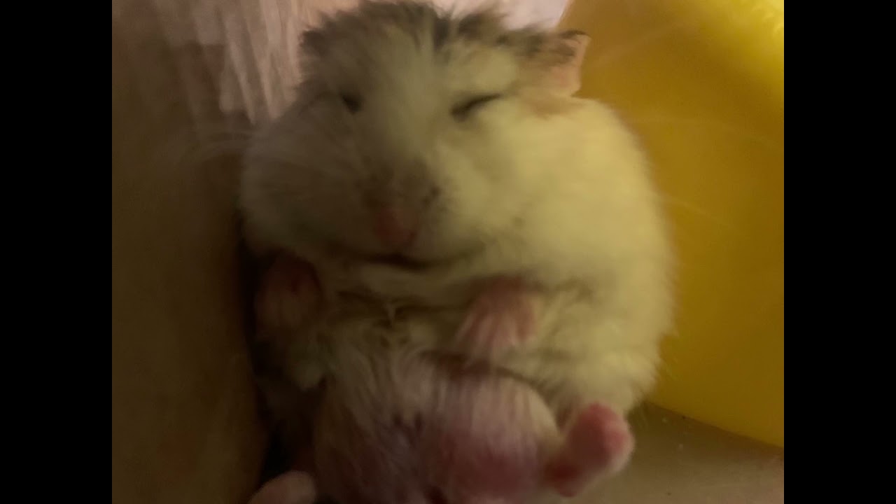 My hamster sleeping in weird positions-