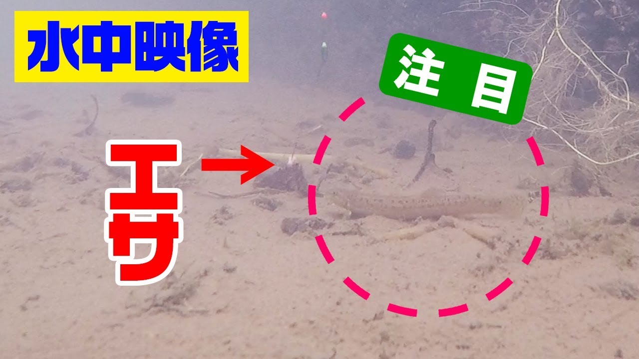 小川のドジョウが釣れる瞬間を捉えた‼