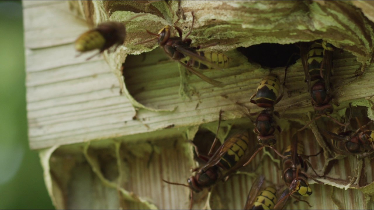 European hornet fanning nest with wings to regulate the temperature, Germany.