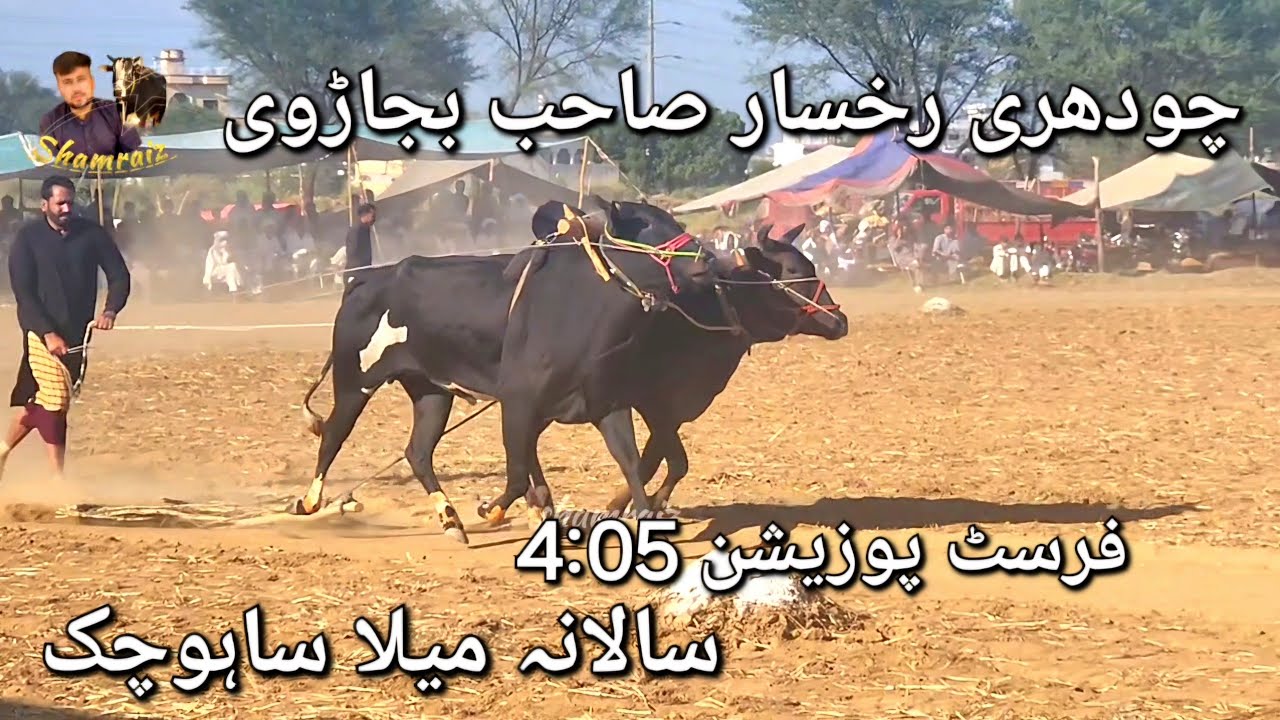 ch rukhsar shab bajarvi | dand bulbuly kashmir | mela sahochak bail sutri 2024