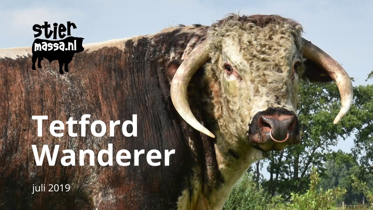 English Longhorn - Tetford Wanderer
