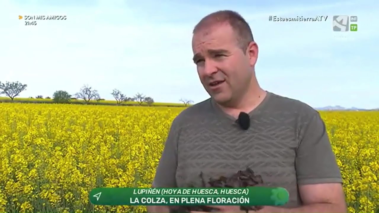 Colza en Agricultura de Conservación en plena floración - Esta es Mi Tierra (Aragón TV)