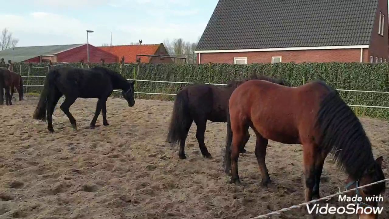 Groepshuisvesting 1e dag