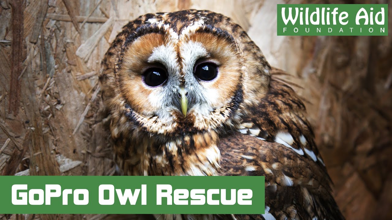GoPro quick rescue - Owl in a living room