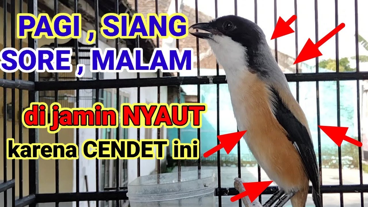 kicau suara cendet gacor ARECARE pancingan burung pentet malas bunyi JADIKAN gacor NYAUT SEKETIKA