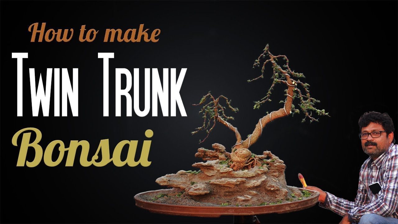 Twin Trunk Bonsai India - Rocks Penjing  | Manoj Kumar Delhi India มะสัง kawista-krikil
