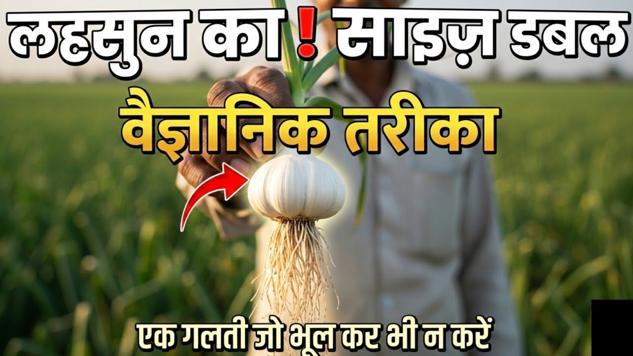लहसून के कंद का साइज कैसे बढ़ाएं | लहसून का कंद मोटा कैसे करे | Lahasun ke kand ka size badhaye