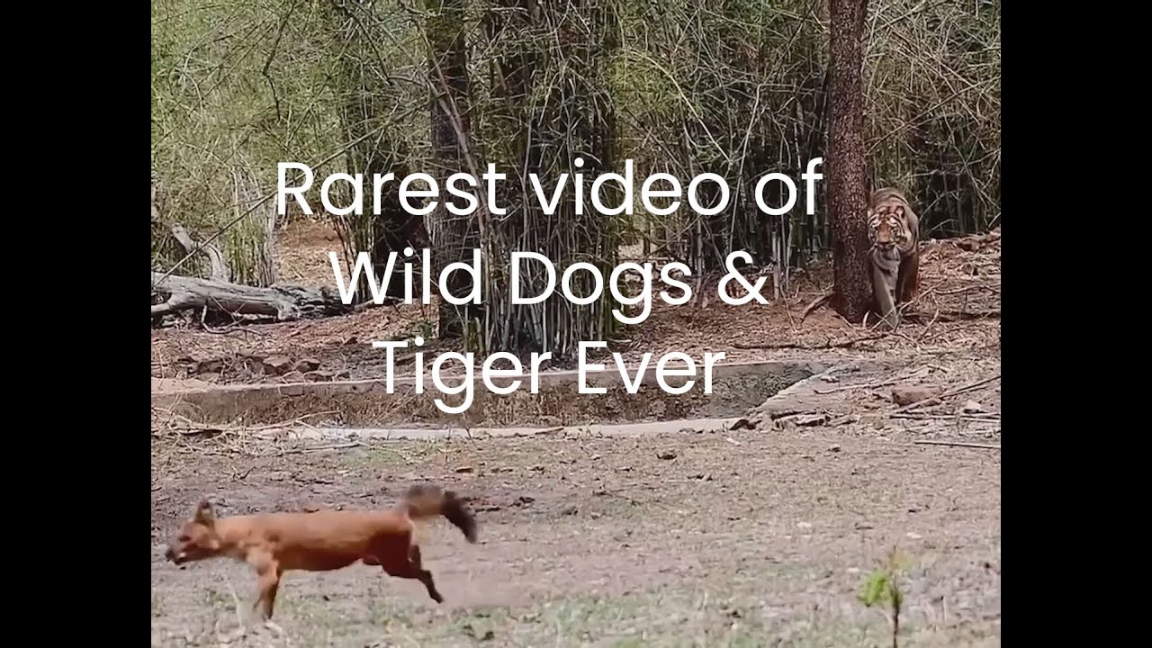 Rarest video of Wild Dogs & Tiger Ever