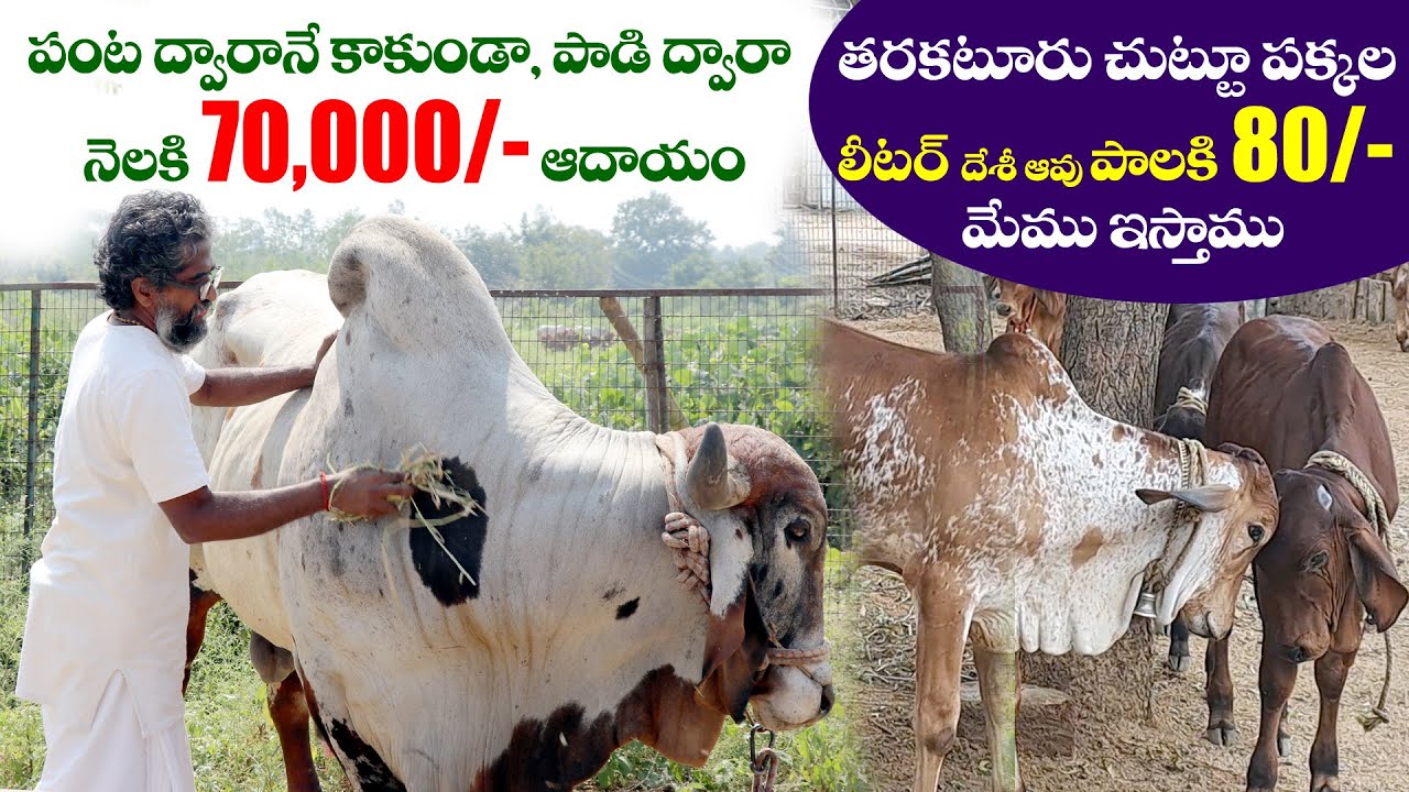 పాడి ద్వారా నెలకి ₹70వేల ఆదాయం||తరకటూరు చుట్టూ పక్కల దేశీ ఆవు లీటర్ పాలకి ₹80/-ఇస్తాము||Full Details