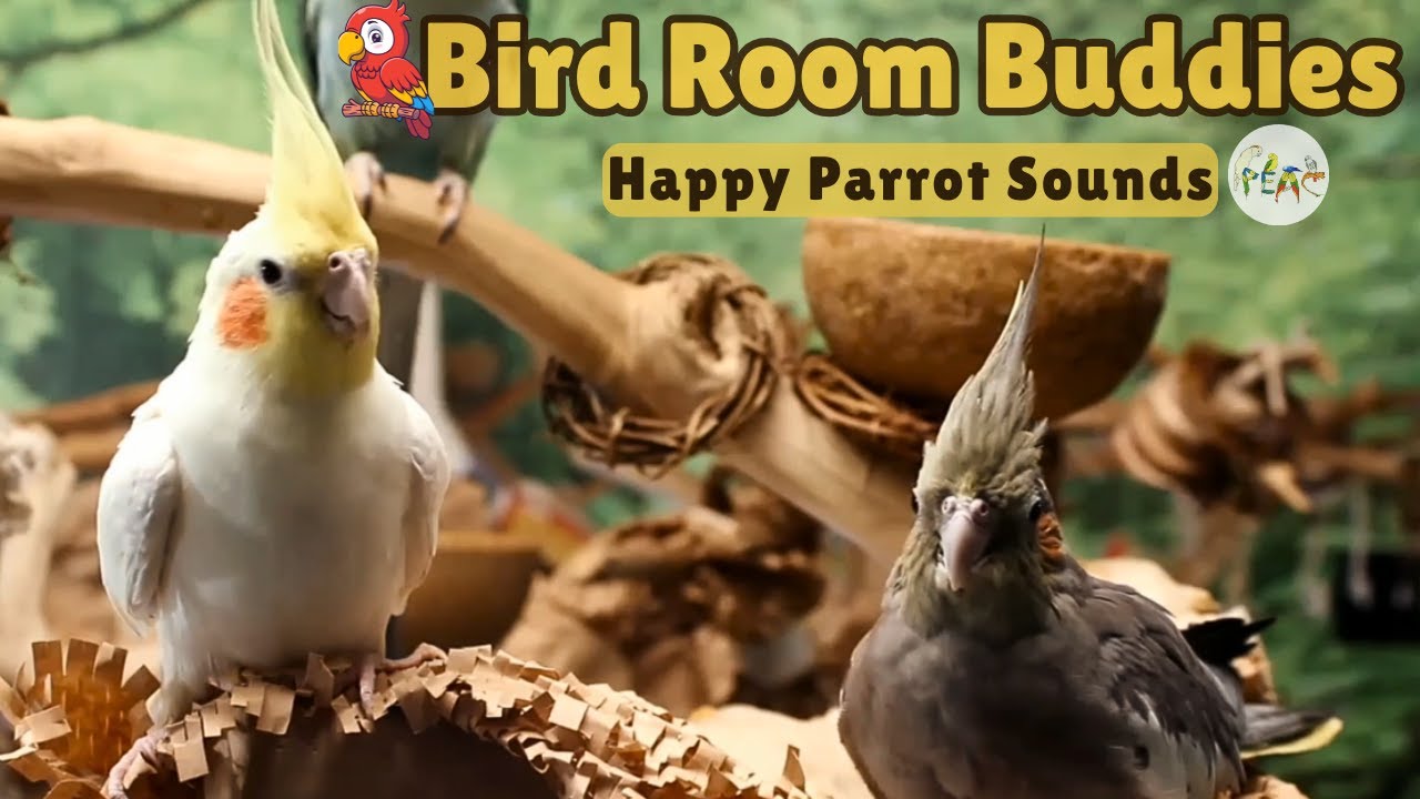 Bird Room Buddies | Keep Your Parrot Happy with Bird Room Parrot Sounds&mdash;Parrot Town TV for Birds🌿🦜❤️