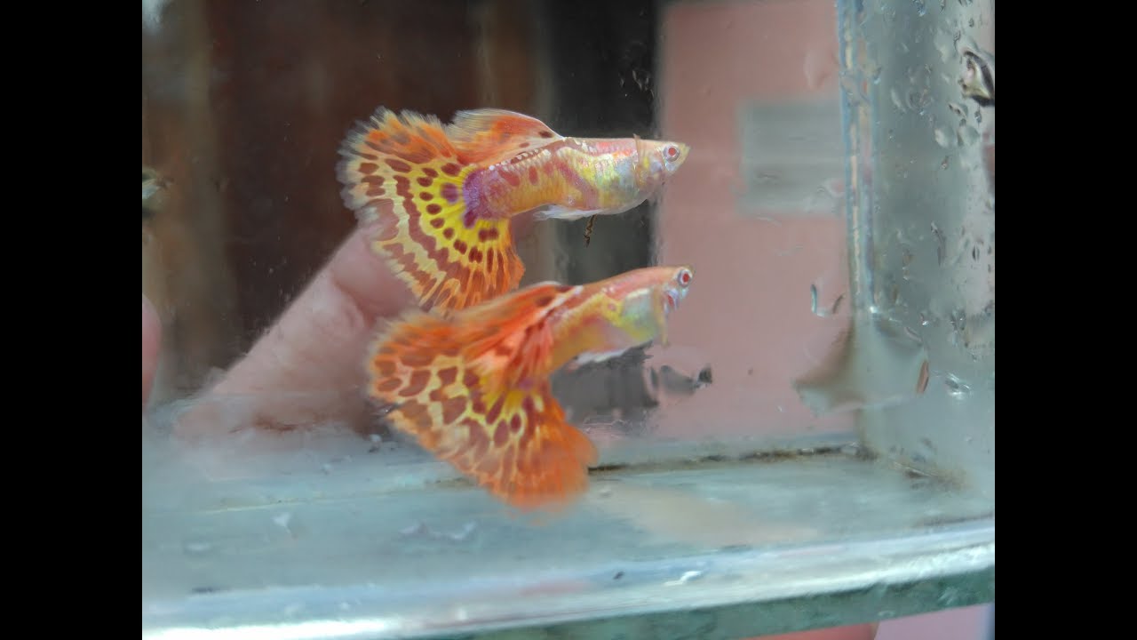GUPPY CONTEST / KONTES GUPPY, PEMALANG 22 JANUARI 2017
