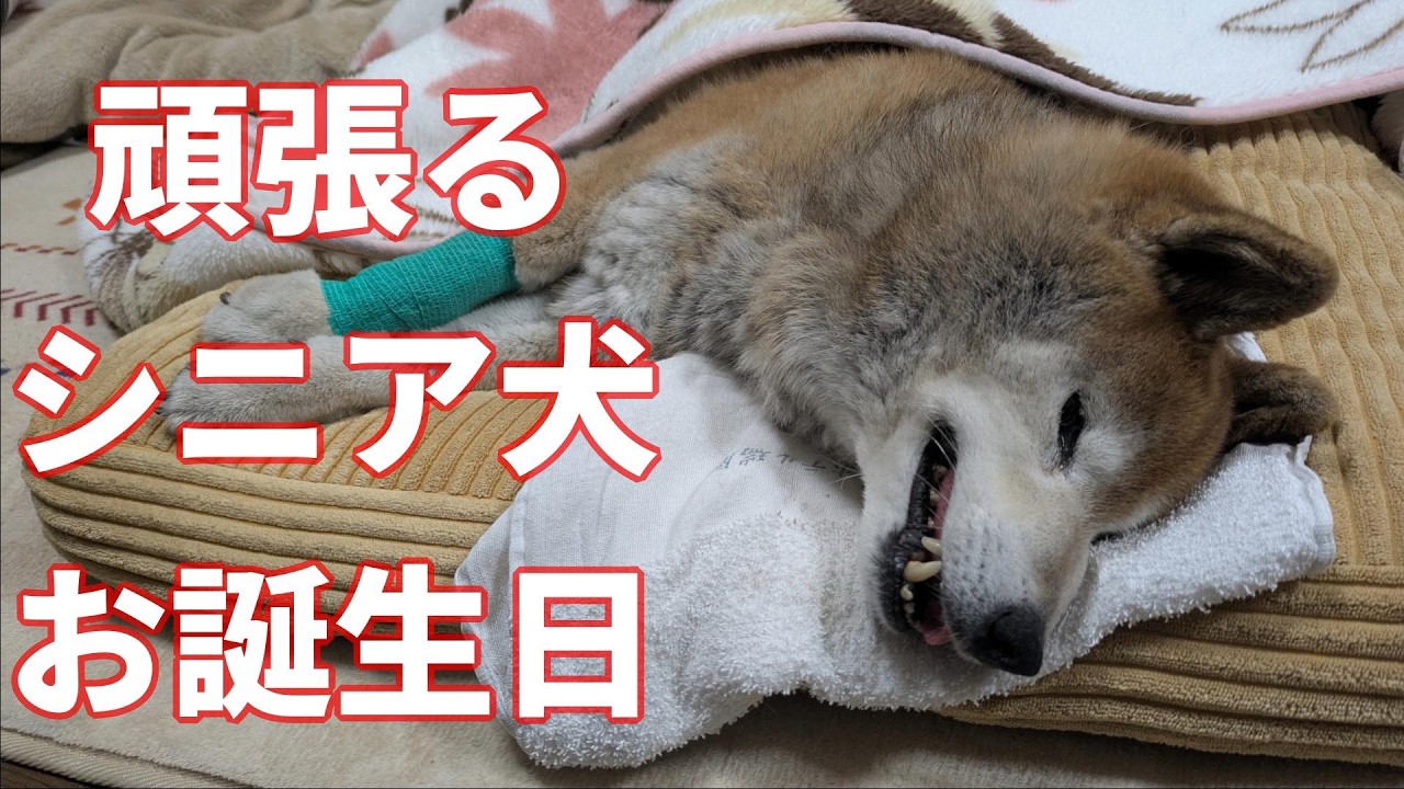 【1081】生死の境、15歳の柴犬さん