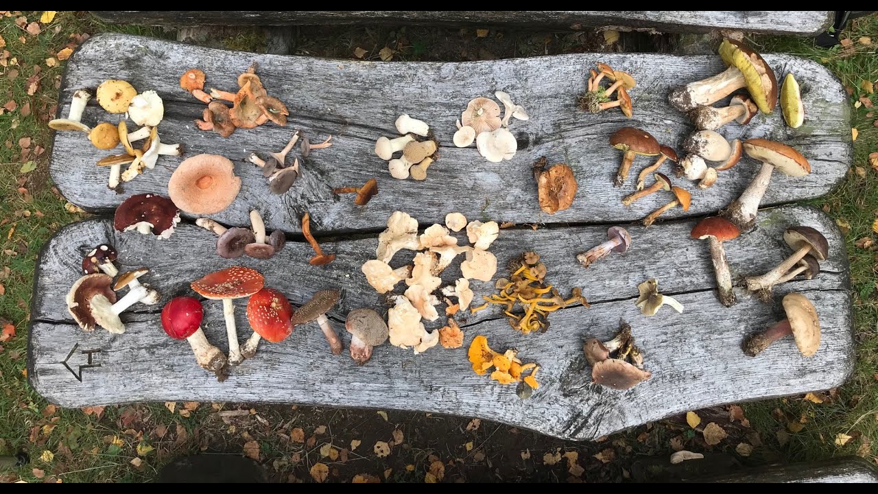 På svamppromenad med Magnus. Avsnitt 5: Vad är en svamp?