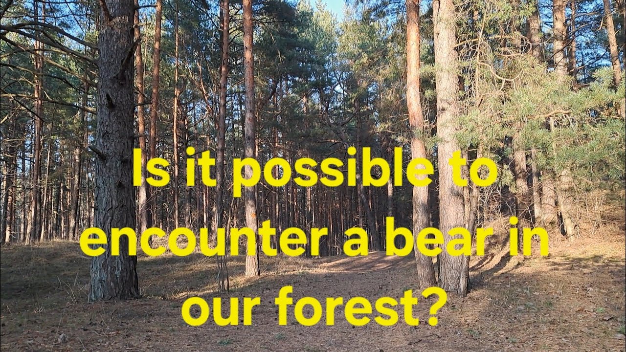 Is it possible to encounter a bear in our forest?
