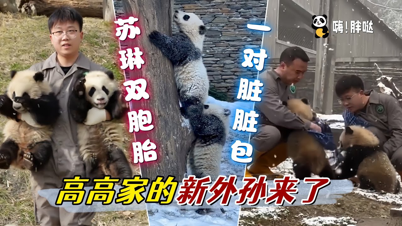 大熊猫高高的新外孙，苏琳的双生子，出生就开始挖煤的脏脏包兄弟“苏煤与苏碳”