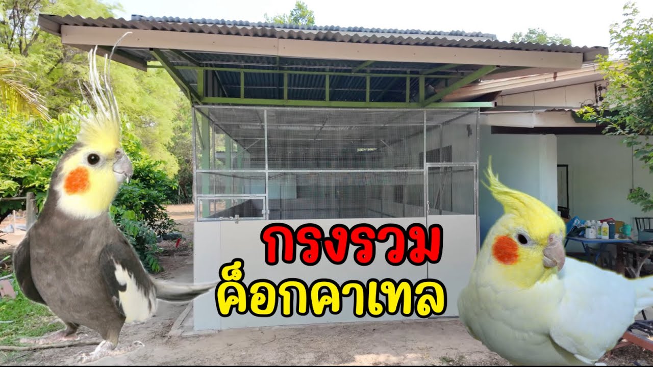 สร้างเสร็จเเล้ว กรงนกค็อกคาเทล
