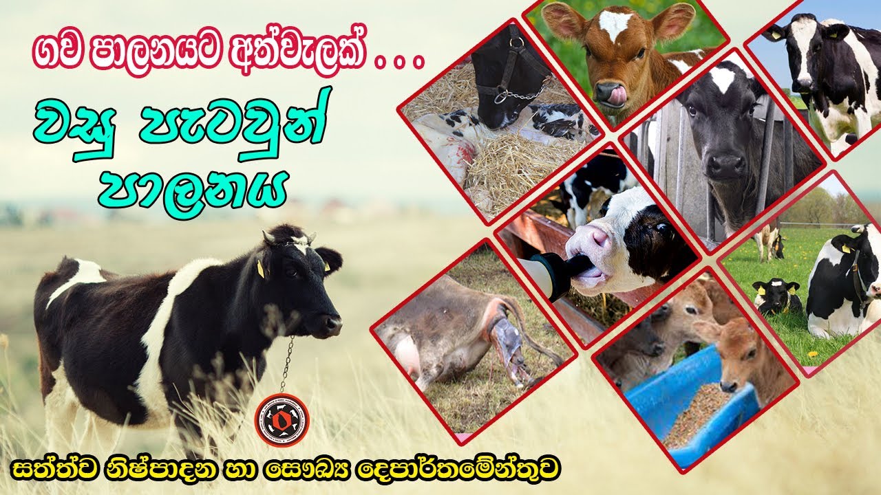 වසු පැටවුන් පාලනය (calf management)