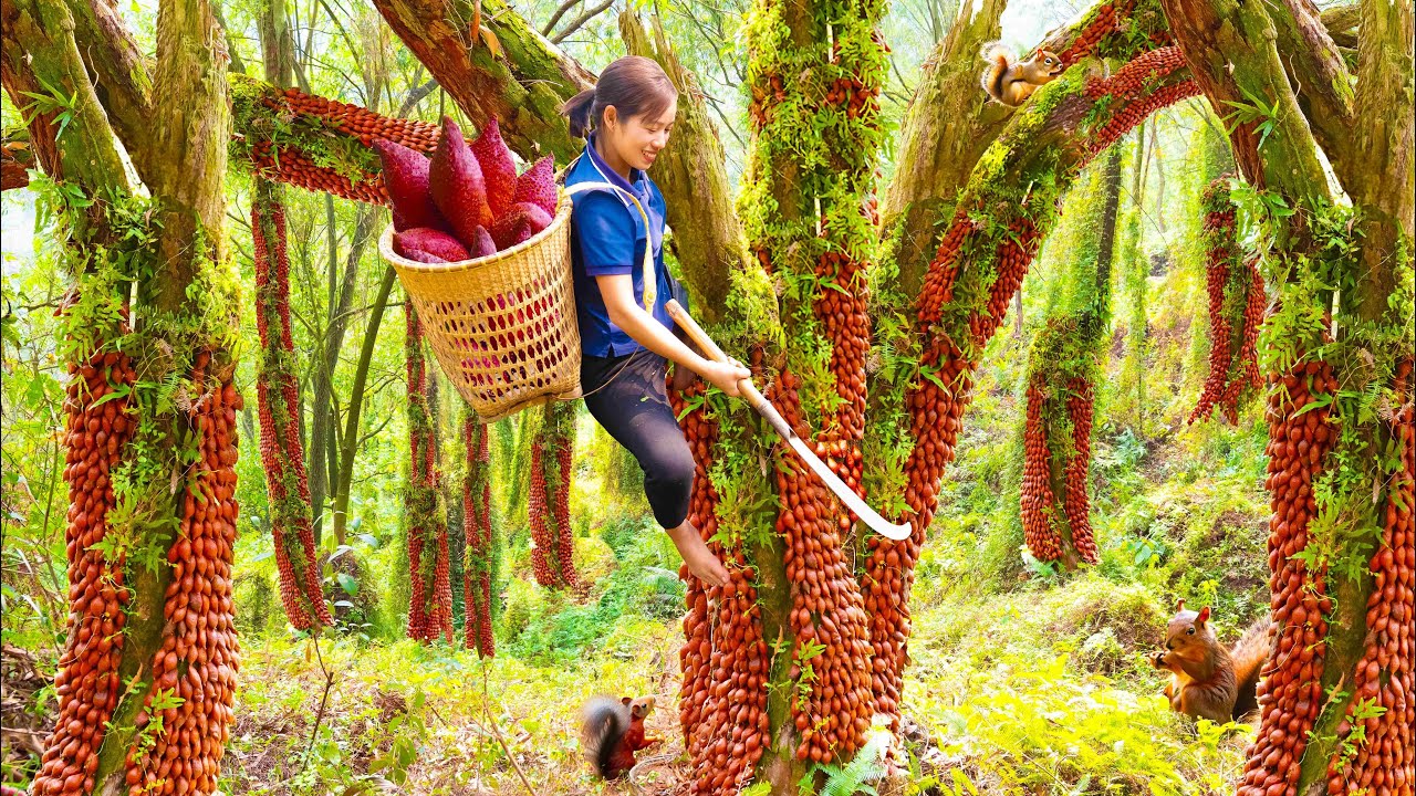 Harvesting Wild Rattan fruit (FOREST LEECHES) Go to the market sell - Phương Daily Life