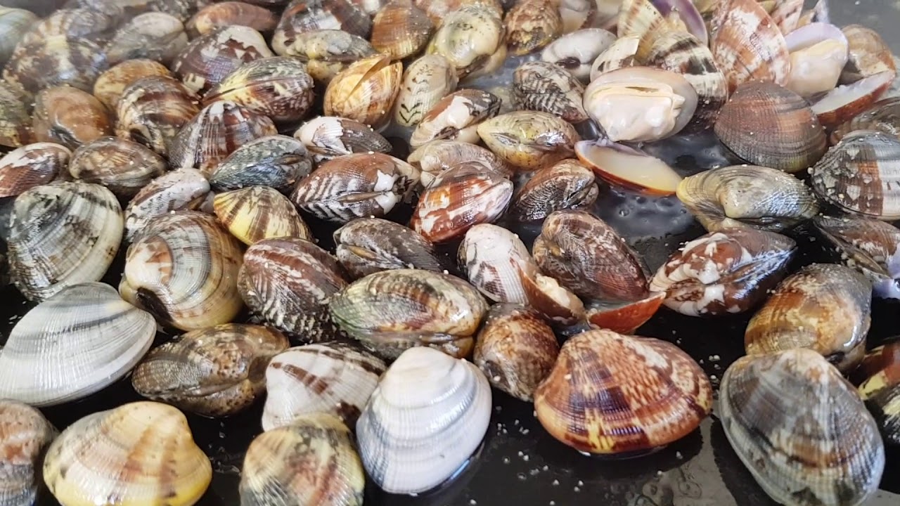 Recette coquillages, palourdes à la plancha