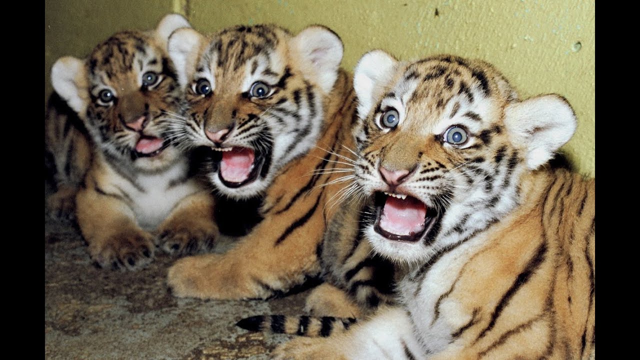 Cute newborn Tiger cubs  Amazing video of Siberian tigers!