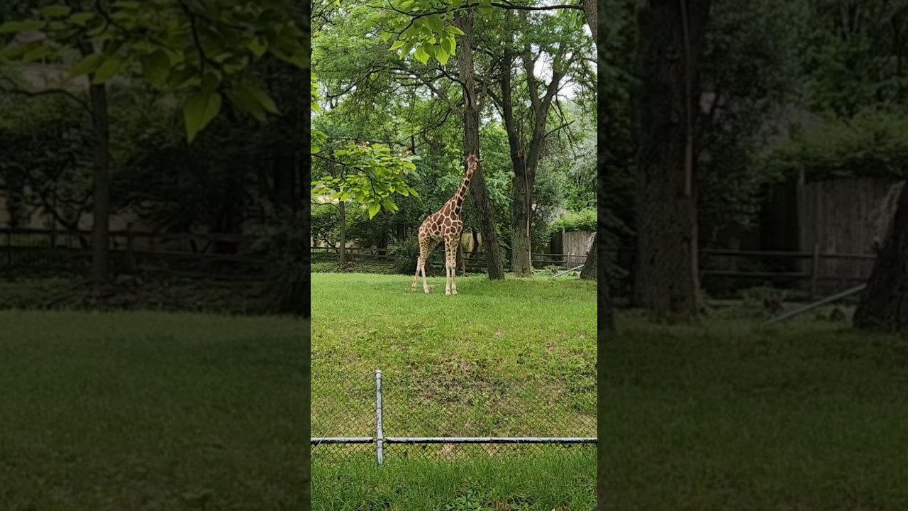 Giraffes At Chicago Zoo! #chicago #giraffes #zoo