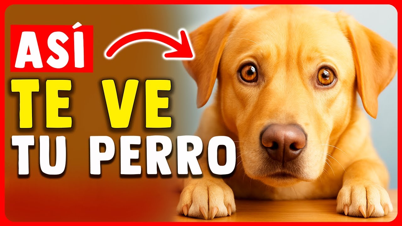 Tu perro NO PIENSA que eres HUMANO: ¡la verdad es SORPRENDENTE!