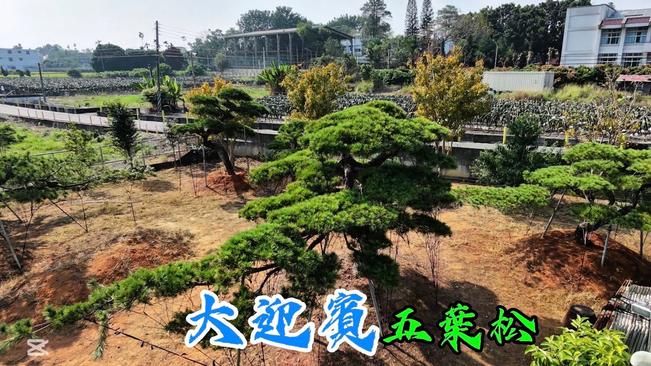 大迎賓 五葉松￼