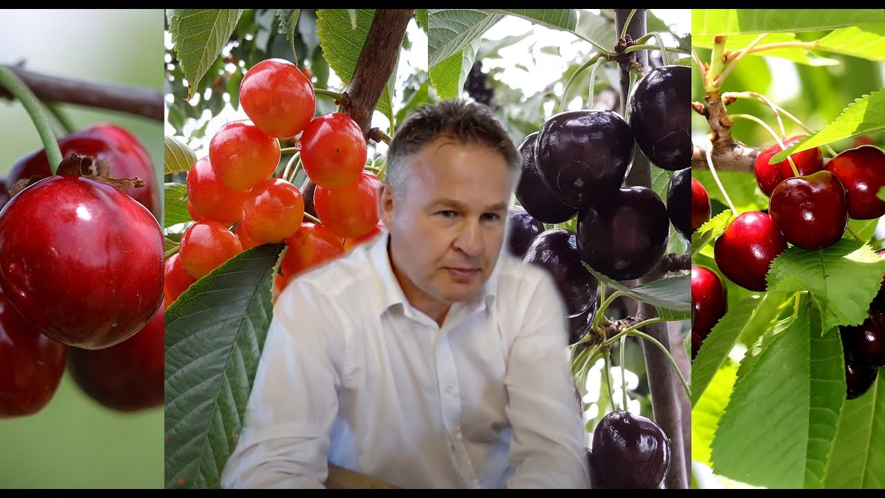 Czy #czereśnie będą alternatywą dla jabłoni? Na jakie #odmiany warto #postawić? Robert Sas, IPSAD