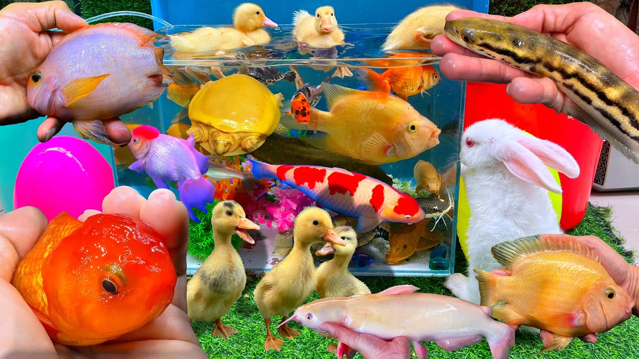 Bắt Con Cá, Tôm Con, Con Thỏ Hà Lan, Cá Trê Bự, Nhiều Cá Vàng Bơi Trong Hồ, Cá Lóc, Con Rùa