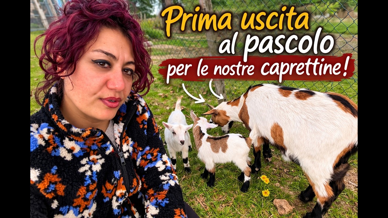 PRIMA USCITA AL PASCOLO PER LE NOSTRE CAPRETTINE #fattoria #montagna #vitainmontagna #animali #farm