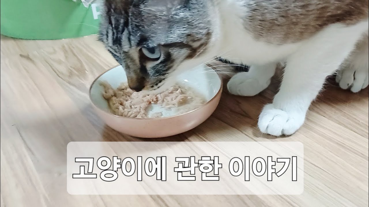 고양이에 관한 이야기. 고양이를 키우면 알 게 되는 것들.#고양이 #습식 #간식 #러시안블루 #태비 #루미 #시루 #cat #russianblue #tabby #rumi #siru