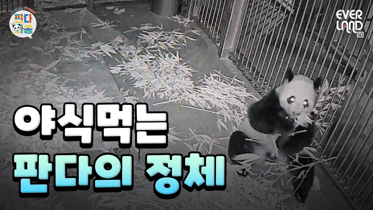 [ENG]쌍둥이 판다, 루이바오&후이바오의 새 보금자리를 소개합니다💚 | #루이바오 #후이바오 #세컨하우스 #224