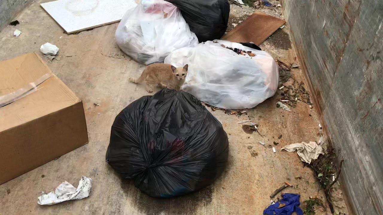 Rescatando un pequeño gato no podía salir de esta caja de basura  la buena acción del día .!