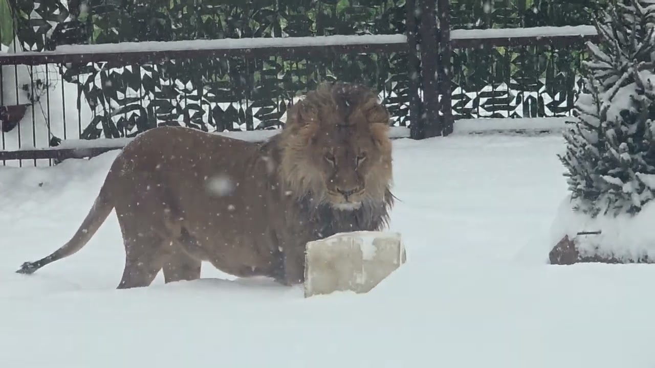 ШарХана заметает 10.01.2026
