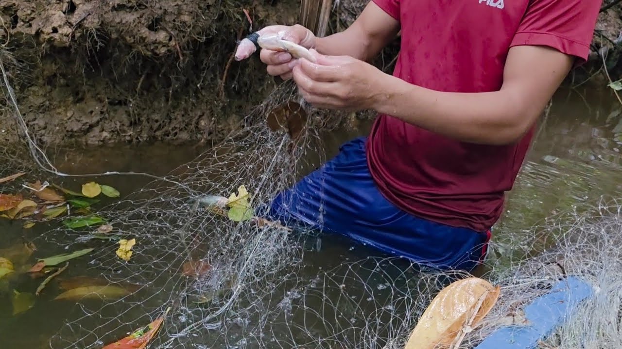 Fui fazer uma pesca de malhadeira, piranha pegou meu dedo, vejam! 