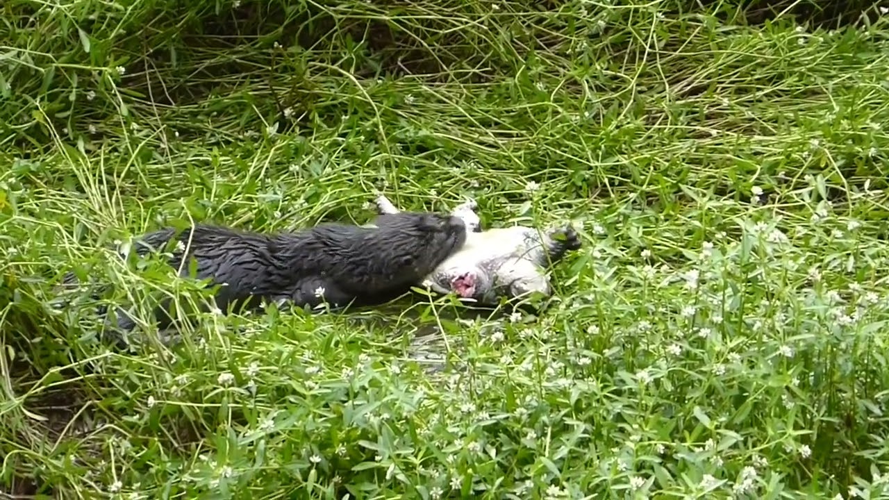 River Otter vs Common Snapping Turtle